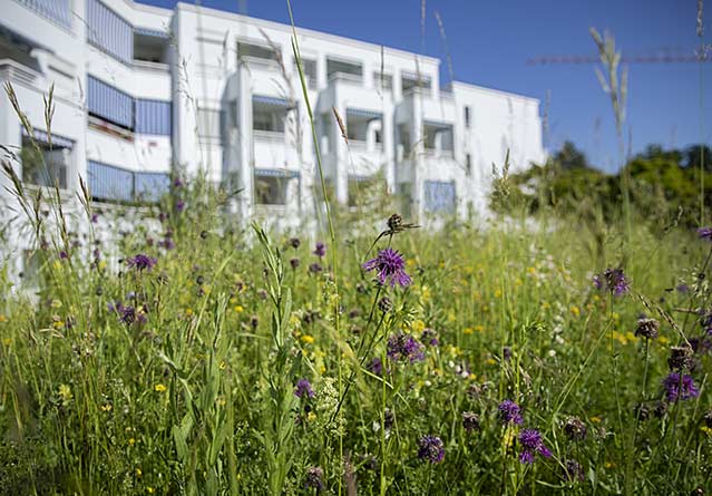 Dank nachhaltiger Bewirtschaftung dürfen die Blumen in der SAW Siedlung Rebwies länger blühen.