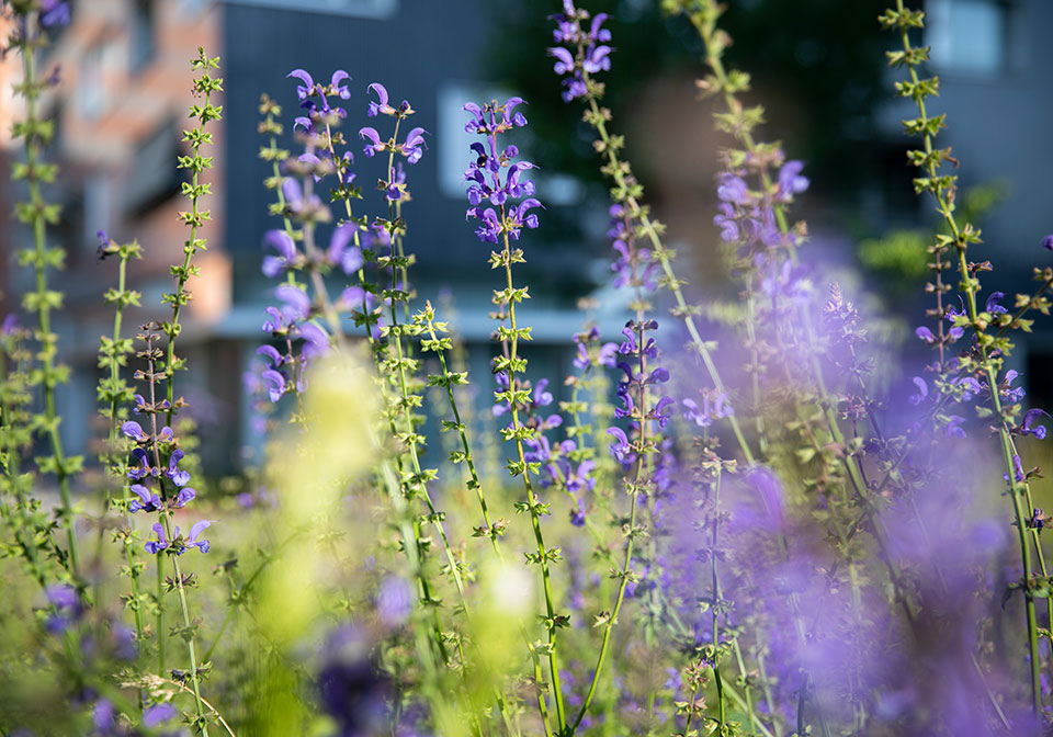 Im Sommer erfahren Sie mehr über die naturnahe Bewirtschaftung unserer Aussenanlagen. Im Sommer erfahren Sie mehr über die naturnahe Bewirtschaftung unserer Aussenanlagen.