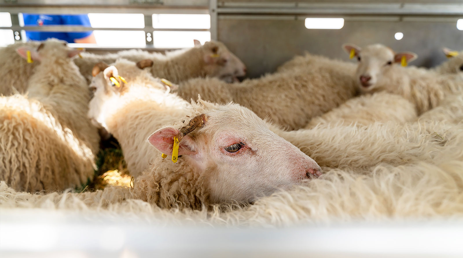 Skudden in der SAW-Siedlung Rebwies: Die Wiederansiedlung dieser seltenen Schafsrasse wird in von der Stiftung Pro Specie Rara gefördert.