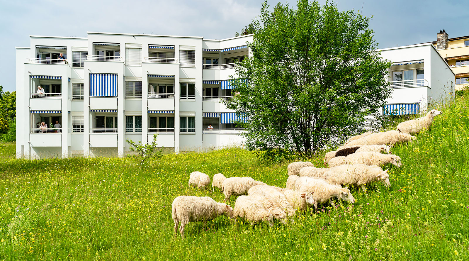 Die Mieterinnen und Mieter der SAW-Siedlung Rebwies beobachteten die sogenannte gelenkte Beweidung ihrer Siedlungsumgebung aufmerksam.