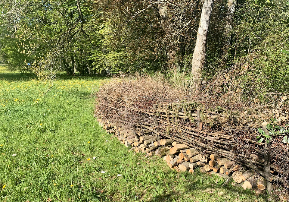 Naturholzhecken, Blumenwiesen, Jungbäume, Schafe: Die SAW setzt auf eine naturnahe Bewirtschaftung ihrer Aussenanlagen und engagiert sich für ein besseres Klima in der Stadt und in den Siedlungen.