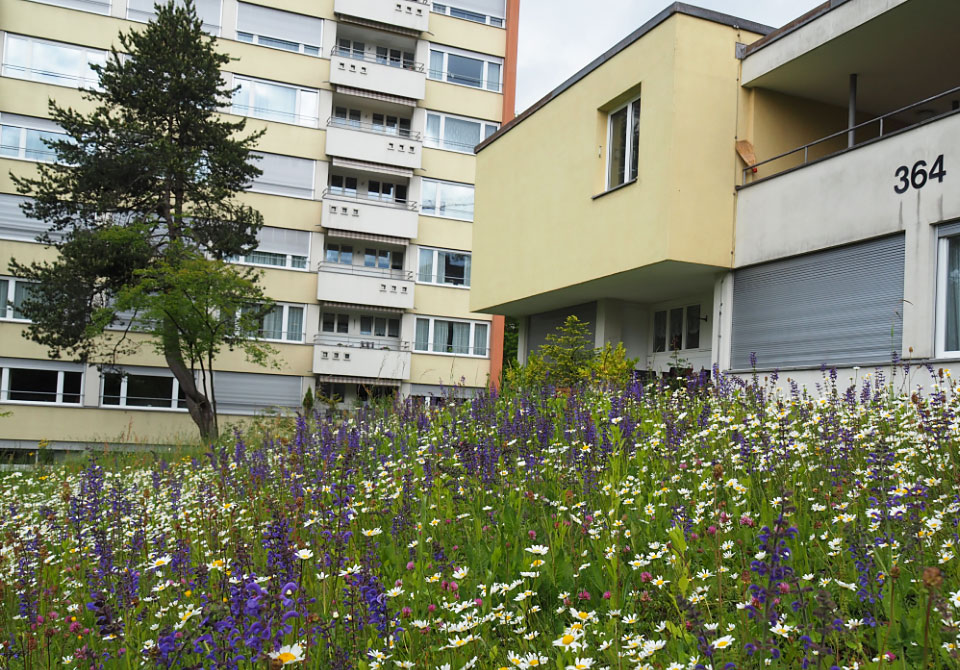 Naturholzhecken, Blumenwiesen, Jungbäume, Schafe: Die SAW setzt auf eine naturnahe Bewirtschaftung ihrer Aussenanlagen und engagiert sich für ein besseres Klima in der Stadt und in den Siedlungen.