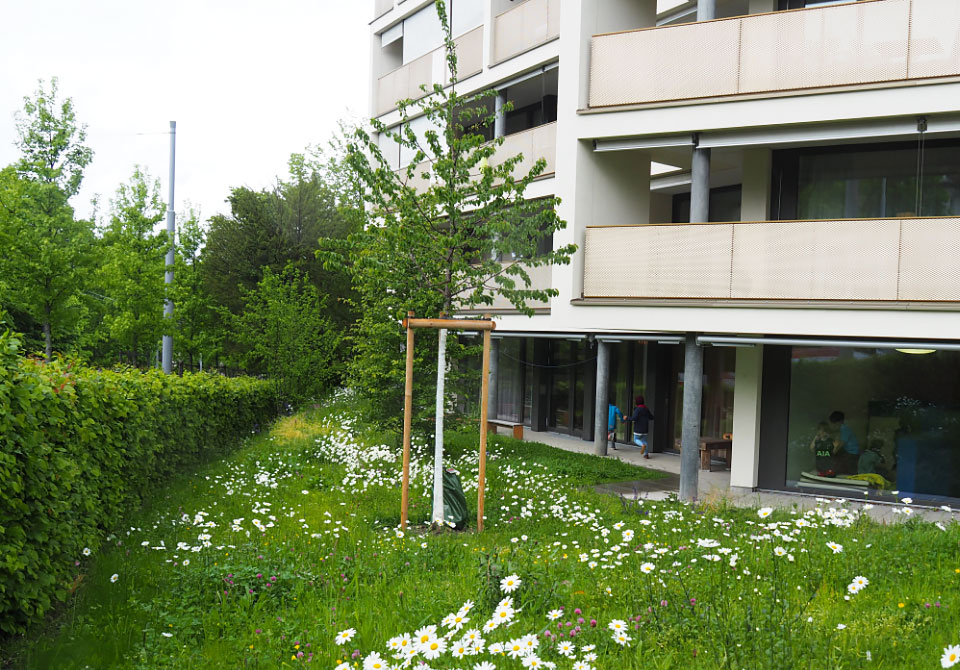 Naturholzhecken, Blumenwiesen, Jungbäume, Schafe: Die SAW setzt auf eine naturnahe Bewirtschaftung ihrer Aussenanlagen und engagiert sich für ein besseres Klima in der Stadt und in den Siedlungen.