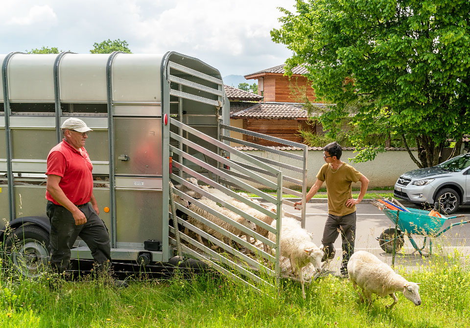 Naturholzhecken, Blumenwiesen, Jungbäume, Schafe: Die SAW setzt auf eine naturnahe Bewirtschaftung ihrer Aussenanlagen und engagiert sich für ein besseres Klima in der Stadt und in den Siedlungen.