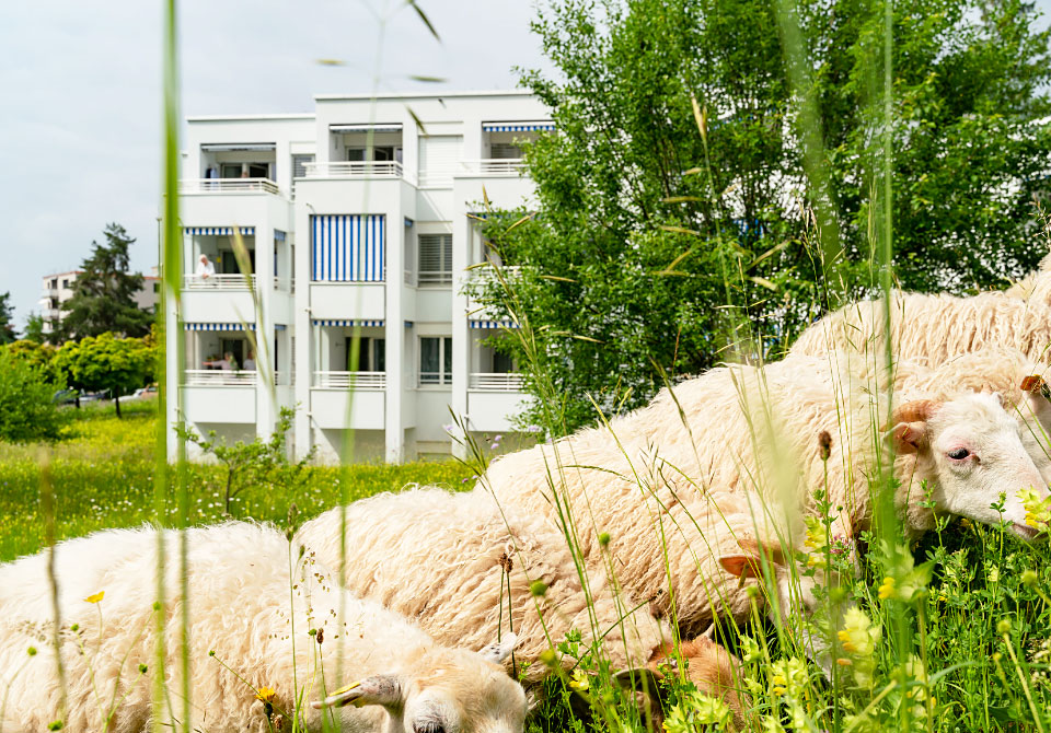 Naturholzhecken, Blumenwiesen, Jungbäume, Schafe: Die SAW setzt auf eine naturnahe Bewirtschaftung ihrer Aussenanlagen und engagiert sich für ein besseres Klima in der Stadt und in den Siedlungen.